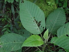 Dendrocnide meyeniana