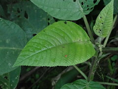 Dendrocnide meyeniana