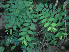 Phyllantheae