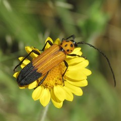 Mannophorus forreri