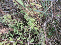 Veronica prostrata