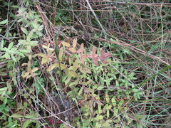 Veronica prostrata