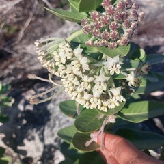 Gomphocarpus cancellatus