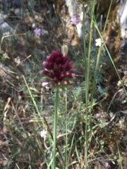 Allium sphaerocephalon