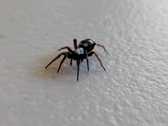 Sergiolus