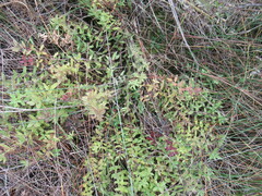 Veronica prostrata