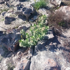 Gomphocarpus cancellatus