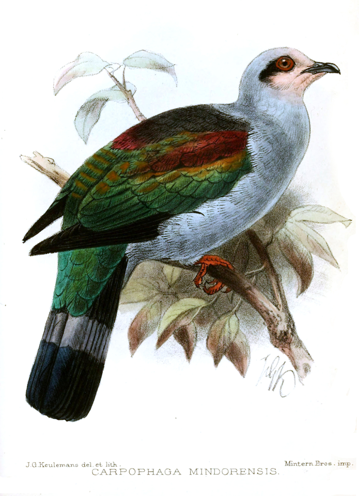 Mindoro Imperial-Pigeon