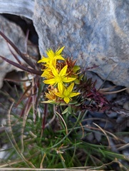 Sedum morrisonense