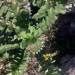 Gomphocarpus cancellatus