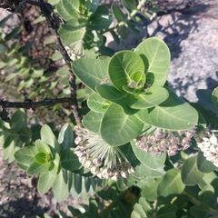 Gomphocarpus cancellatus
