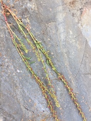 Rumex bucephalophorus