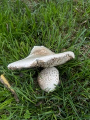 Leucoagaricus barssii