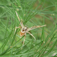 Philodromidae