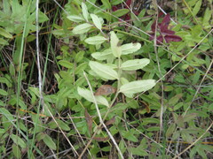 Veronica prostrata