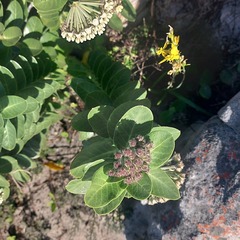 Gomphocarpus cancellatus