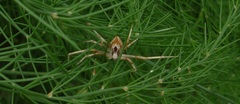Philodromidae
