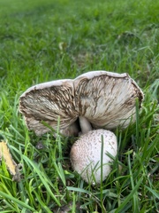 Leucoagaricus barssii