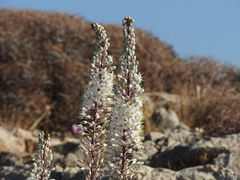 Drimia numidica