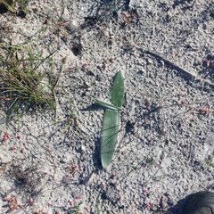 Brunsvigia orientalis