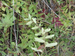 Veronica prostrata