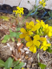 Tetragonula carbonaria