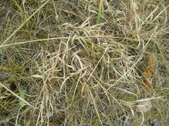 Cleistogenes squarrosa