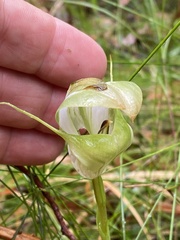 Pterostylis baptistii