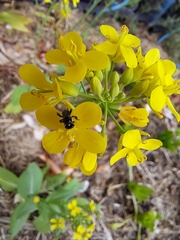 Tetragonula carbonaria