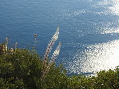 Drimia numidica