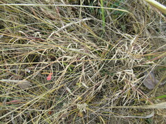 Cleistogenes squarrosa