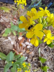 Tetragonula carbonaria