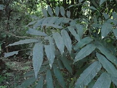 Sapindus mukorossi