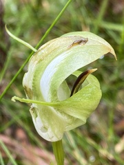 Pterostylis baptistii