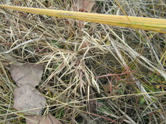 Cleistogenes squarrosa