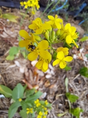 Tetragonula carbonaria
