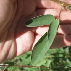 Desmodium cinerascens