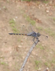 Potamarcha congener