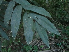 Sapindus mukorossi