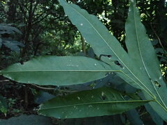 Sapindus mukorossi