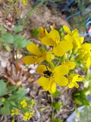 Tetragonula carbonaria