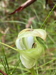 Pterostylis baptistii