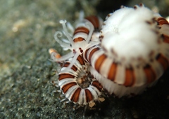 Proceraea