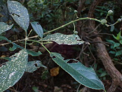 Turpinia formosana