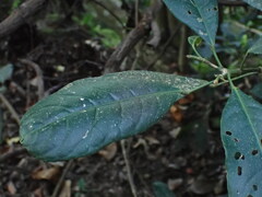 Turpinia formosana