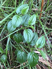 Hackelia latifolia
