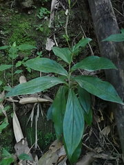 Tricyrtis formosana