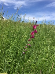 Gladiolus italicus