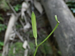 Tricyrtis formosana