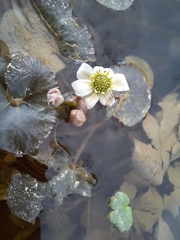 Caltha natans